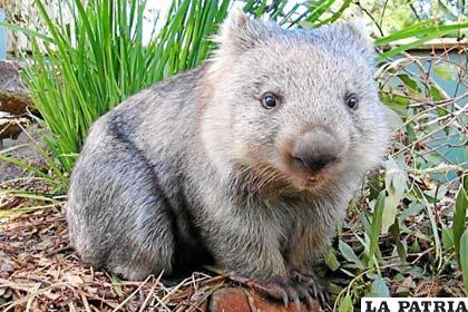 wombats de Australia (Foto: VANGUARDIA LIBERAL)