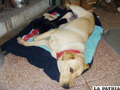 Una adorable perrita amamanta a sus cachorros