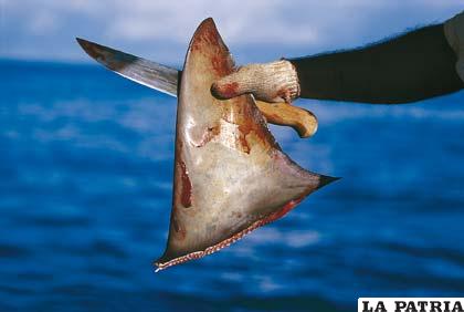 Los principales depredadores del descomunal tiburón son los humanos