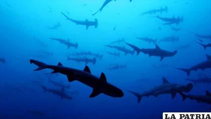 Diferentes especies de tiburones en las profundidades del los arrecifes