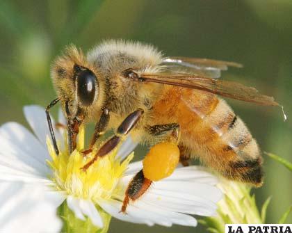 Las abejas son vitales para nuestro ecosistema