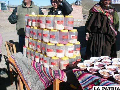 Se preservan 3.108 tipos de semilla de quinua orgánica en Bolivia