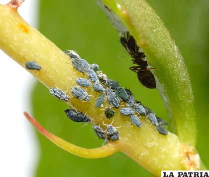 Hormigas generan la existencia de pulgones en las plantas