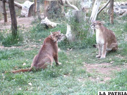 La naturaleza cumple su función en el Zoológico Municipal Andino de la ciudad de Oruro