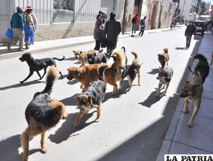 Canes vagabundos en el centro de la ciudad
