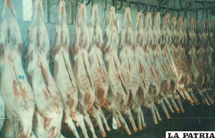 El matadero de Turco mensualmente faena 1.300 cabezas de ganado camélido