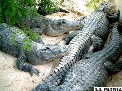 Los caimanes rescatados y luego puestos en libertad