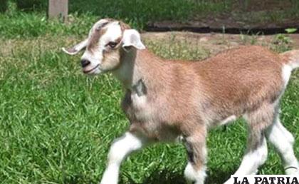 Clonaron la cabra para producir una proteína humana necesaria para el tratamiento del síndrome de Gaucher