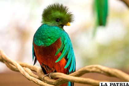 Un bello ejemplar de quetzal