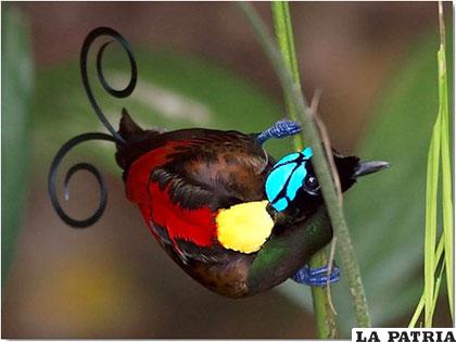 El ave del paraíso de Wilson, con su peculiar cola como bigote de Salvador Dalí