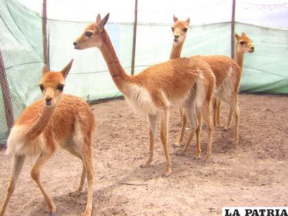 Las vicuñas, un potencial de la ganadería