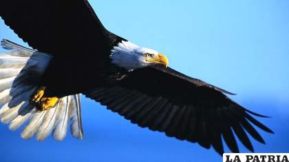 En pleno vuelo una poderosa águila