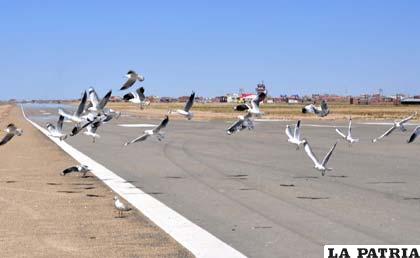 Aves se desplazan peligrosamente cerca de la pista en el aeropuerto “Juan Mendoza”
