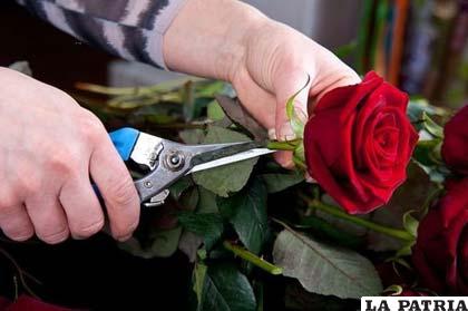 Paso 2.- Cortar los tallos de las rosas dejando solo unos centímetros del tallo para así introducirlos en el foam.