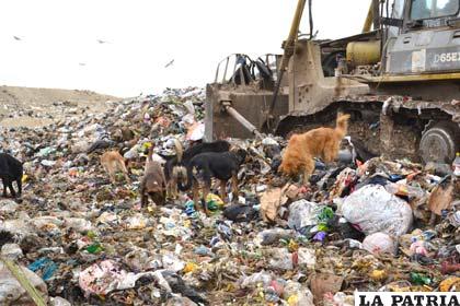 Perros se infectan con rabia en el botadero municipal