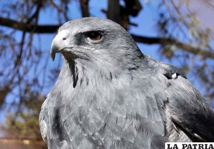 El Zoo Andino alberga a esta imponente ave