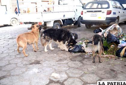 Entre 40 y 60 canes vagabundos y callejeros son capturados por día en la ciudad