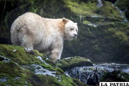 Estos misteriosos osos son parte indisoluble de la mitología de los nativos de Norteamérica