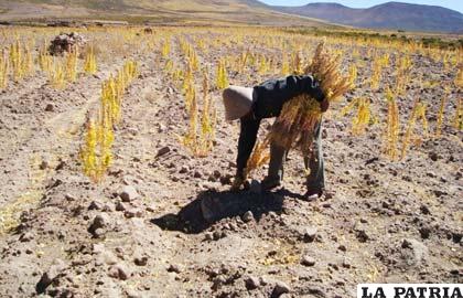 Producción de quinua se ve afectada por contingencias climáticas (FOTO ARCHIVO)
