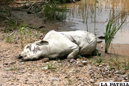 Las reses muertas contaminan las aguas que inunda el Beni