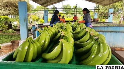 Producción de bananos de exportación