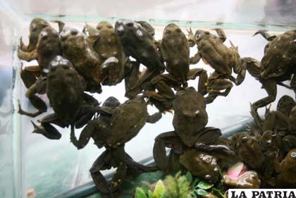 Las ranas que serán licuadas están metidas en una pecera