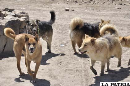 Una gran población de canes en el municipio de Oruro