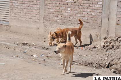 Perros vagabundos continuarán desprotegidos a pesar de la ley