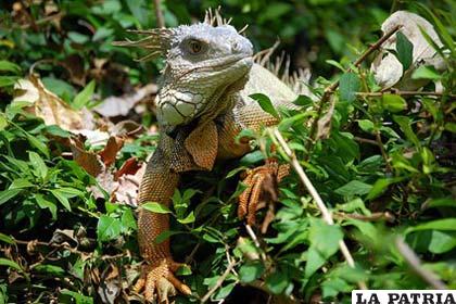 Los reptiles, son animales a los que se les facilita adaptarse a todo tipo de pisos ecol?gicos