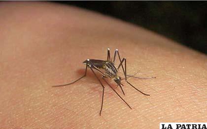 Mosquito que causa el chikungunya