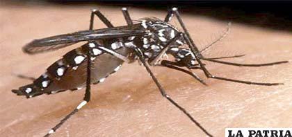 Aumenta casos de dengue en Paraguay