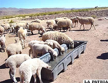 Mejora de la Ganader?a Ovina, Fase II