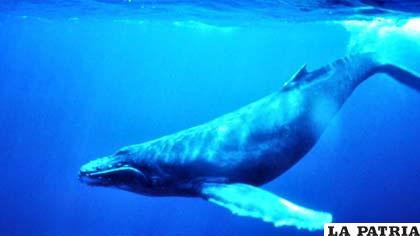 Un imponente cetáceo azul