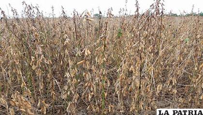 Producción de soya que ha reducido en gran medida también por efectos de la sequía y algunas plagas