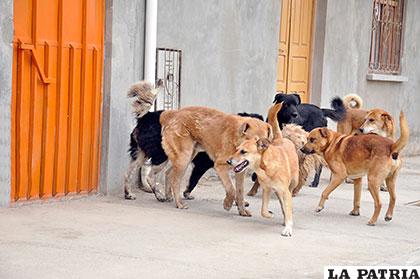 Perros vagabundos que no son vacunados pueden contraer rabia canina