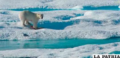 Cambio climático puede hacer desaparecer el hielo de los Polos en 15 años /pulsoslp.com.mx