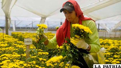 Hortiflorexpo, la mayor feria de flores y jardinería de China, tiene presencia sudamericana