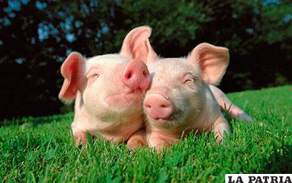 Los cerdos se adaptan a todos los climas y ecosistemas de la Tierra