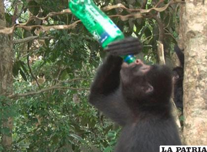 Un mono travieso se bebe el refresco de una periodista