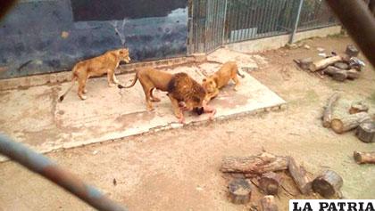 Dos leones fueron sacrificados por joven que ingresó a jaula con la intención de suicidarse