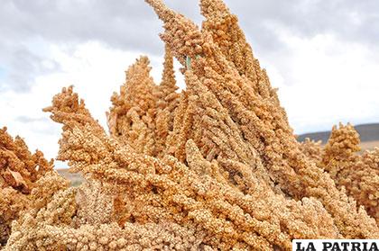 Oruro debe volver a ser el principal productor de quinua
