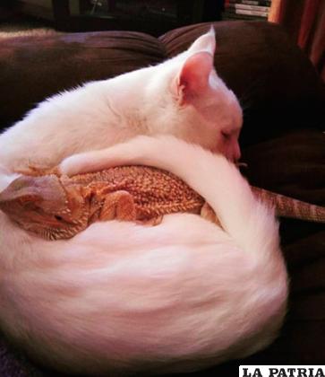 Charles la dragona y Baby el gatito