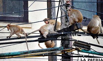 Los monos evitaron la conexión de wifi porque destrozaban el cableado