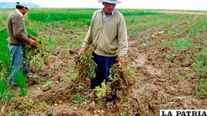 Cultivos de papa resultaron afectadas por El Niño /argenpapa.com/Archivo
