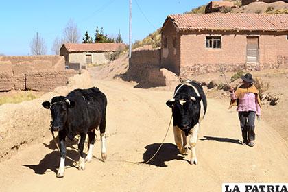 Soracachi es el único municipio orureño que tiene límites definidos /Archivo