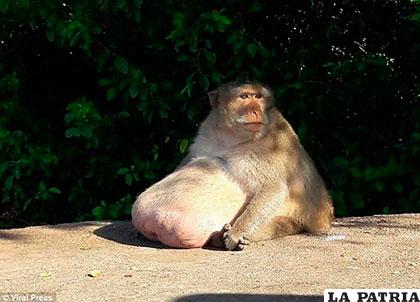 El simio ha llegado a pesar quince kilos, el doble de lo normal en su especie