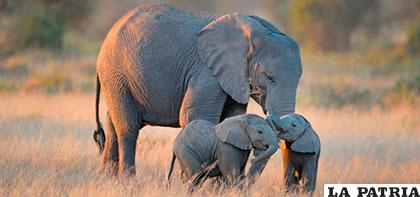 Los bebés elefantes son los animales más grandes al momento de nacer