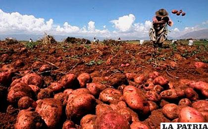 Bolivia consume aproximadamente 1,1 millón de toneladas de papa al año /agraria.com