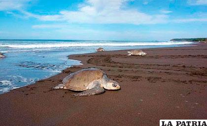 La Playa California de Maunabo, Puerto Rico cuenta con la mayor cantidad de nidos de estas tortugas