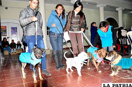 Animales de la calle fueron beneficiados por el Oruro Moda E&F /Archivo